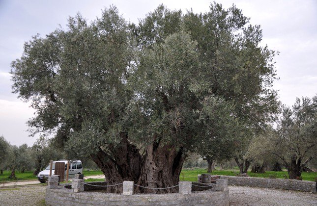 أقدم أشجار الزيتون في تركيا
