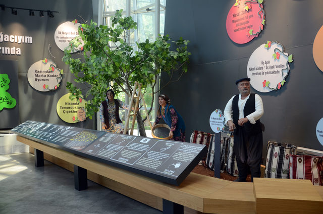 إنشاء أول متحف للفستق العنتابي في مدينة غازي عنتاب