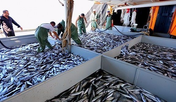 تركيا تجني 17 مليون دولار من صادرات السمك إلى روسيا بـ3 أشهر